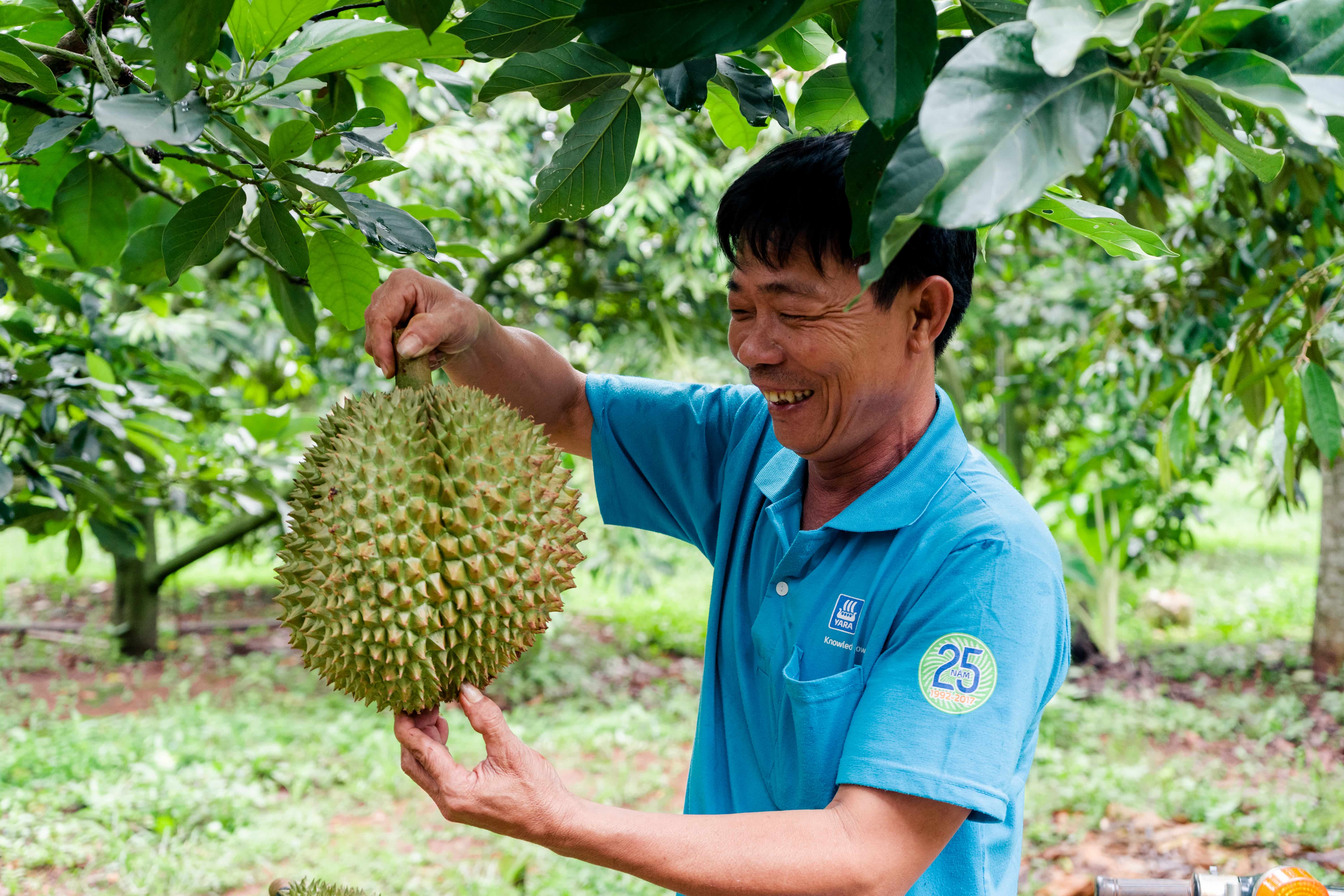 sầu riêng